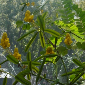 Photographie n°111764 du taxon Cassia L. [1753]