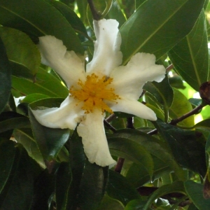 Camellia sp.