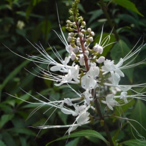 Photographie n°111796 du taxon Clerodendron spicatum Thunb.