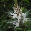  Liliane Roubaudi - Clerodendron spicatum Thunb.