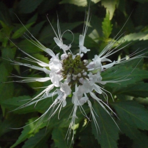  - Clerodendron spicatum Thunb.