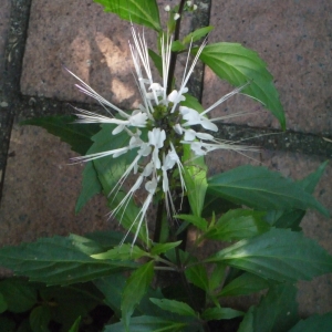  - Clerodendron spicatum Thunb.