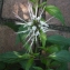  Liliane Roubaudi - Clerodendron spicatum Thunb.