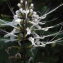  Liliane Roubaudi - Clerodendron spicatum Thunb.