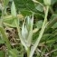  Genevieve Botti - Ornithogalum umbellatum L. [1753]