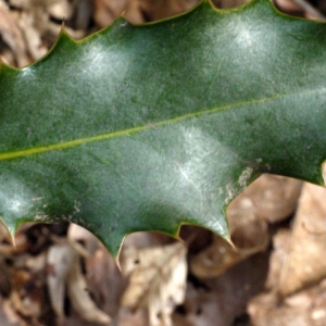 Photographie n°111845 du taxon Ilex aquifolium L. [1753]