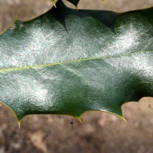 Photographie n°111846 du taxon Ilex aquifolium L. [1753]