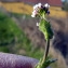  Emmanuel Stratmains - Arabis planisiliqua (Pers.) Rchb. [1838]