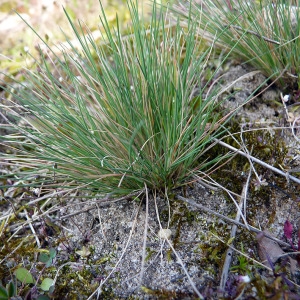 Photographie n°111904 du taxon Corynephorus canescens (L.) P.Beauv. [1812]