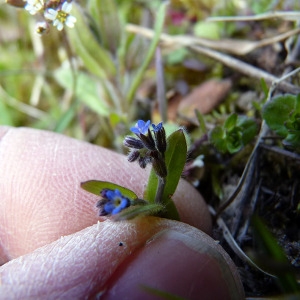 Photographie n°111906 du taxon Myosotis ramosissima Rochel [1814]