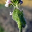  Emmanuel Stratmains - Arabis planisiliqua (Pers.) Rchb. [1838]