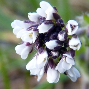 Arabis planisiliqua (Pers.) Rchb. (Arabette à siliques plates)