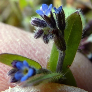 Photographie n°111933 du taxon Myosotis ramosissima Rochel [1814]