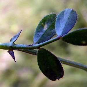 Photographie n°111935 du taxon Vicia lathyroides L. [1753]