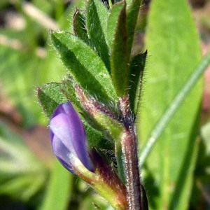 Vicia lathyroides L. var. lathyroides (Vesce fausse gesse)