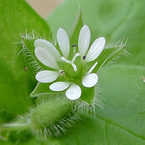 Stellaria cucubaloides Pau (Morgeline)