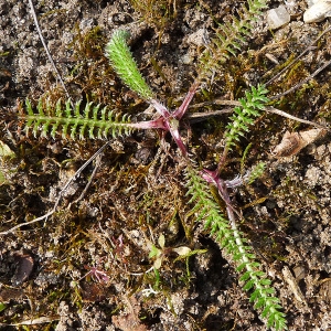 Photographie n°111959 du taxon Tanacetum vulgare L. [1753]
