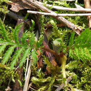 Photographie n°111960 du taxon Tanacetum vulgare L. [1753]