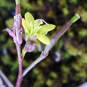 Diplotaxis viminea var. integrifolia Guss.