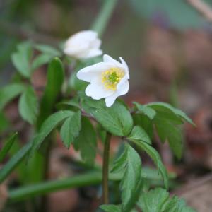 Photographie n°111997 du taxon Anemone nemorosa L. [1753]