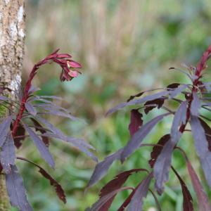 Photographie n°111998 du taxon Euphorbia amygdaloides L. [1753]