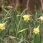  Rémi JARDIN - Narcissus pseudonarcissus L. [1753]