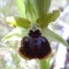  Genevieve Botti - Ophrys passionis Sennen [1926]