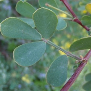 Photographie n°112040 du taxon Coronilla valentina subsp. glauca (L.) Batt. [1889]