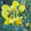  Genevieve Botti - Coronilla valentina subsp. glauca (L.) Batt. [1889]