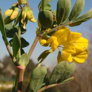 Photographie n°112042 du taxon Coronilla valentina subsp. glauca (L.) Batt. [1889]