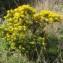  Genevieve Botti - Coronilla valentina subsp. glauca (L.) Batt. [1889]