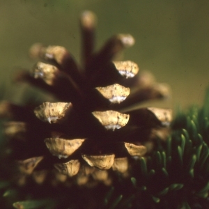Photographie n°112093 du taxon Pinus mugo subsp. uncinata (Ramond ex DC.) Domin [1936]