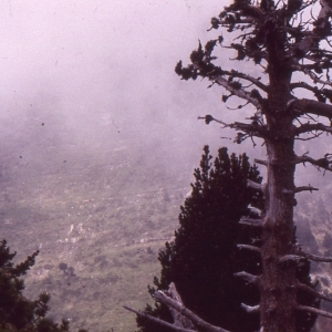 Photographie n°112094 du taxon Pinus mugo subsp. uncinata (Ramond ex DC.) Domin [1936]