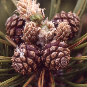 Photographie n°112095 du taxon Pinus mugo subsp. uncinata (Ramond ex DC.) Domin [1936]
