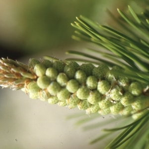 Photographie n°112096 du taxon Pinus mugo subsp. uncinata (Ramond ex DC.) Domin [1936]