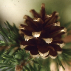 Photographie n°112097 du taxon Pinus mugo subsp. uncinata (Ramond ex DC.) Domin [1936]