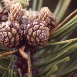 Photographie n°112098 du taxon Pinus mugo subsp. uncinata (Ramond ex DC.) Domin [1936]