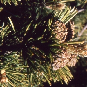 Photographie n°112099 du taxon Pinus mugo subsp. uncinata (Ramond ex DC.) Domin [1936]