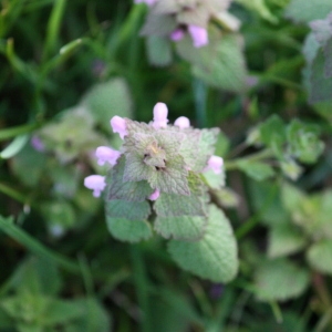 Photographie n°112116 du taxon Lamium purpureum L. [1753]