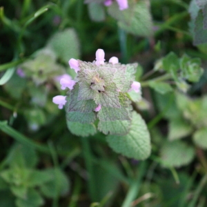 Photographie n°112117 du taxon Lamium purpureum L. [1753]