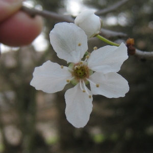 Photographie n°112148 du taxon Prunus domestica L. [1753]