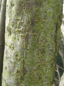 Hervé GOËAU, le  1 avril 2013 (Meyssiès)