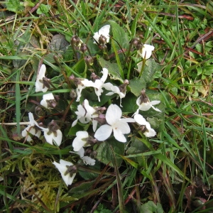 Photographie n°112173 du taxon Viola alba Besser [1809]