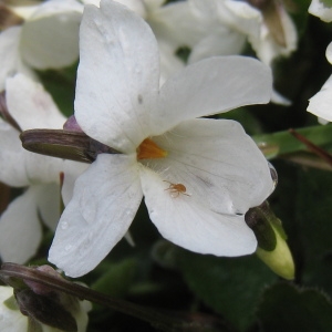 Photographie n°112174 du taxon Viola alba Besser [1809]
