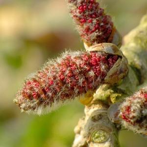 Populus ×ambigua Beck (Peuplier gris de l'Oise)