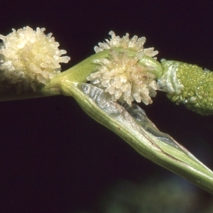 Sparganium angustifolium Michx. (Rubanier à feuilles étroites)