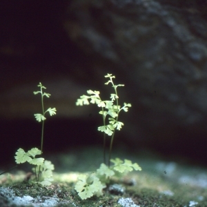 Photographie n°112221 du taxon Anogramma leptophylla (L.) Link [1841]