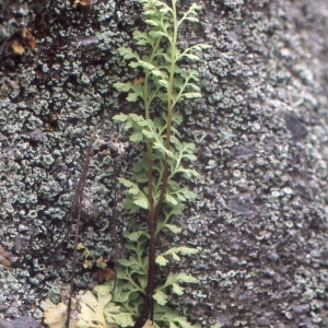 Photographie n°112227 du taxon Anogramma leptophylla (L.) Link [1841]