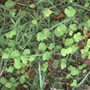 Photographie n°112235 du taxon Marsilea quadrifolia L. [1753]