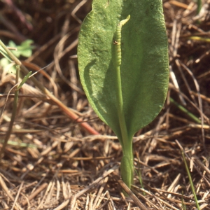 Photographie n°112236 du taxon Ophioglossum vulgatum L. [1753]